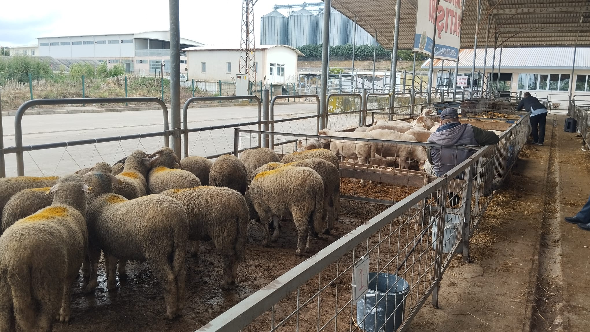 Kurban Bayramı’na sayılı günler kala Edirne Ticaret Borsası Kurbanlık Satış Alanı’nda beklenen hareketlilik yaşanmadı. 